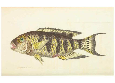 Reproducción/Reproduction 30569019610: The naturalist's miscellany, or Coloured figures of natural objects. London :Printed for Nodder & Co.,1789-1813