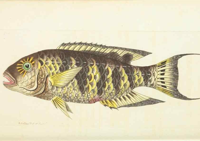 Reproducción/Reproduction 30569019610: The naturalist's miscellany, or Coloured figures of natural objects. London :Printed for Nodder & Co.,1789-1813