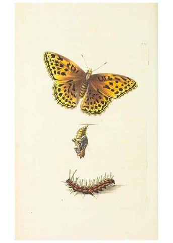 Reproducción/Reproduction 30238069394: The naturalist's miscellany, or Coloured figures of natural objects. London :Printed for Nodder & Co.,1789-1813
