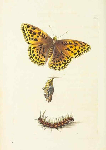 Reproducción/Reproduction 30238069394: The naturalist's miscellany, or Coloured figures of natural objects. London :Printed for Nodder & Co.,1789-1813