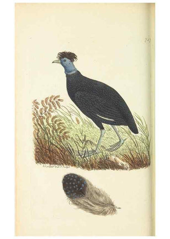 Reproducción/Reproduction 30870210665: The naturalist's miscellany, or Coloured figures of natural objects. London :Printed for Nodder & Co.,1789-1813