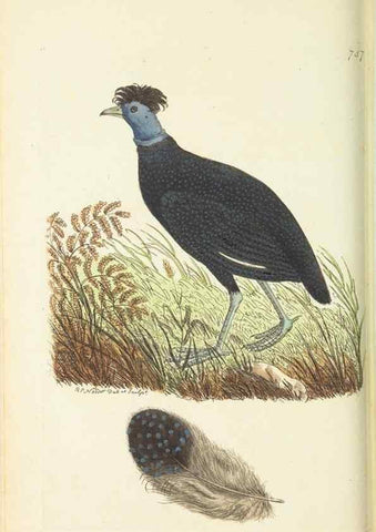 Reproducción/Reproduction 30870210665: The naturalist's miscellany, or Coloured figures of natural objects. London :Printed for Nodder & Co.,1789-1813
