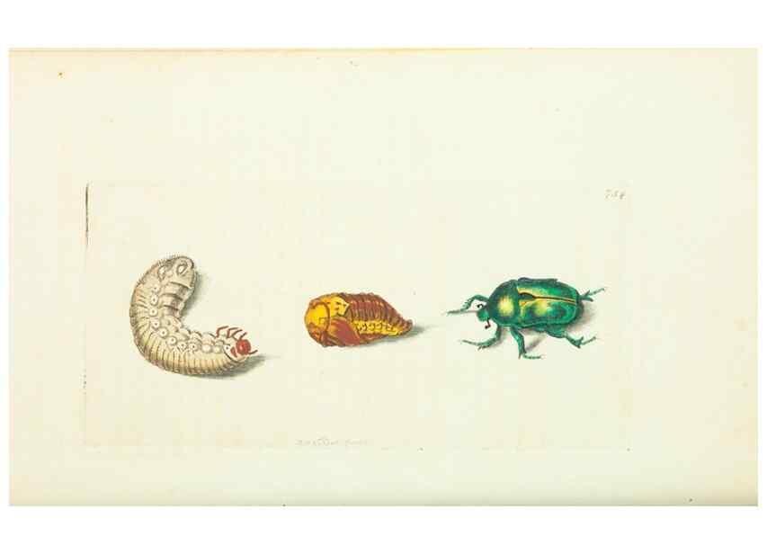 Reproducción/Reproduction 30870212285: The naturalist's miscellany, or Coloured figures of natural objects. London :Printed for Nodder & Co.,1789-1813