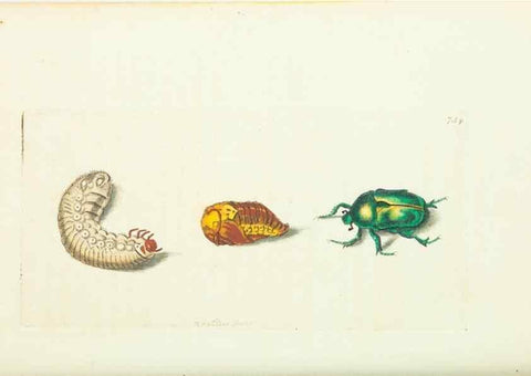 Reproducción/Reproduction 30870212285: The naturalist's miscellany, or Coloured figures of natural objects. London :Printed for Nodder & Co.,1789-1813