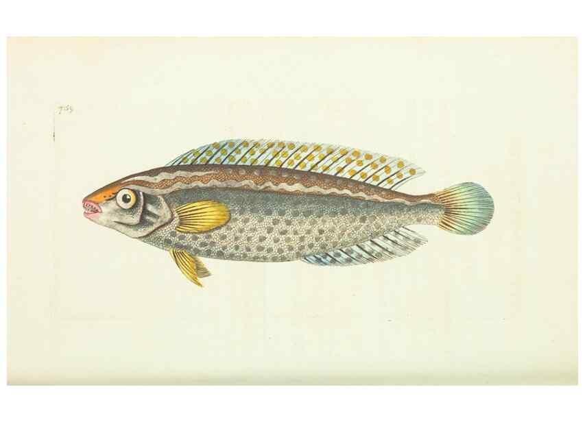 Reproducción/Reproduction 30781810661: The naturalist's miscellany, or Coloured figures of natural objects. London :Printed for Nodder & Co.,1789-1813