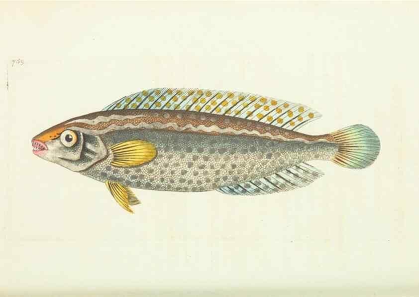 Reproducción/Reproduction 30781810661: The naturalist's miscellany, or Coloured figures of natural objects. London :Printed for Nodder & Co.,1789-1813