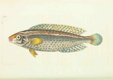 Reproducción/Reproduction 30781810661: The naturalist's miscellany, or Coloured figures of natural objects. London :Printed for Nodder & Co.,1789-1813