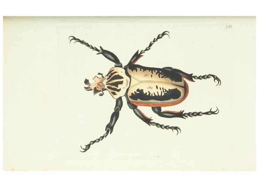 Reproducción/Reproduction 30753613962: The naturalist's miscellany, or Coloured figures of natural objects. London :Printed for Nodder & Co.,1789-1813