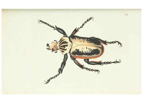 Reproducción/Reproduction 30753613962: The naturalist's miscellany, or Coloured figures of natural objects. London :Printed for Nodder & Co.,1789-1813