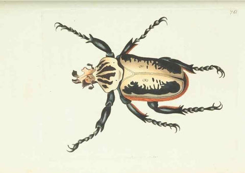 Reproducción/Reproduction 30753613962: The naturalist's miscellany, or Coloured figures of natural objects. London :Printed for Nodder & Co.,1789-1813
