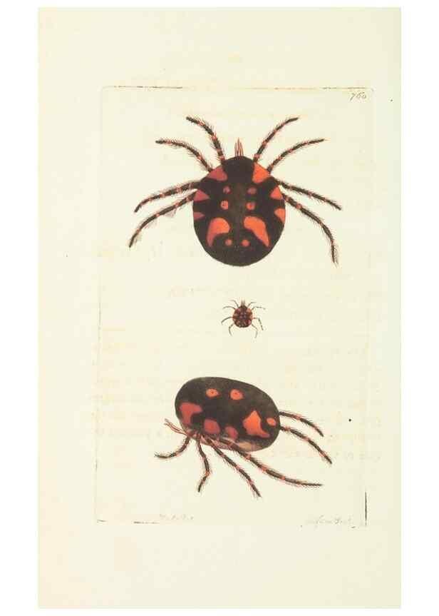 Reproducción/Reproduction 30234663293: The naturalist's miscellany, or Coloured figures of natural objects. London :Printed for Nodder & Co.,1789-1813