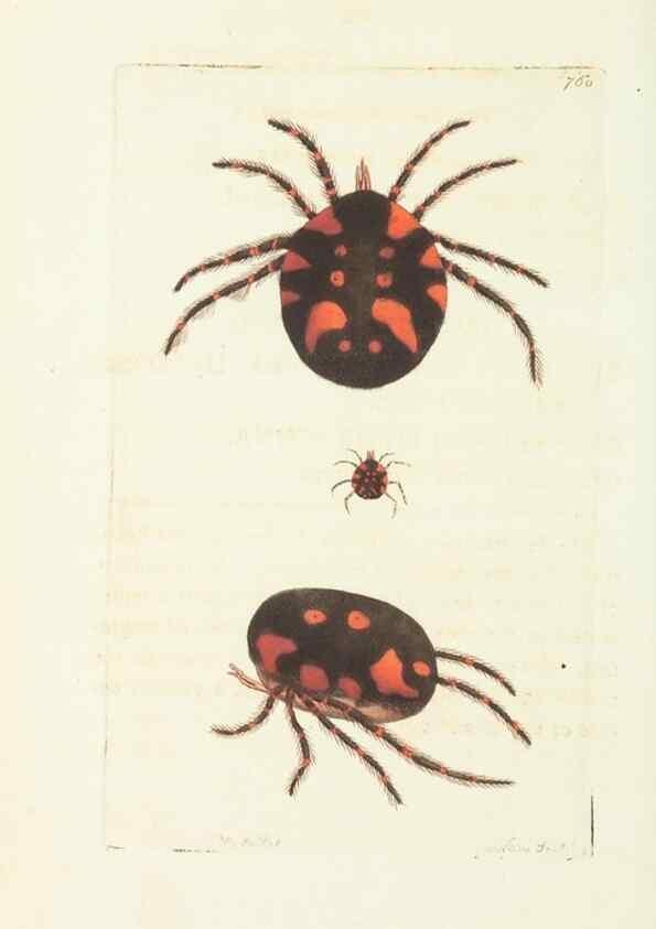 Reproducción/Reproduction 30234663293: The naturalist's miscellany, or Coloured figures of natural objects. London :Printed for Nodder & Co.,1789-1813