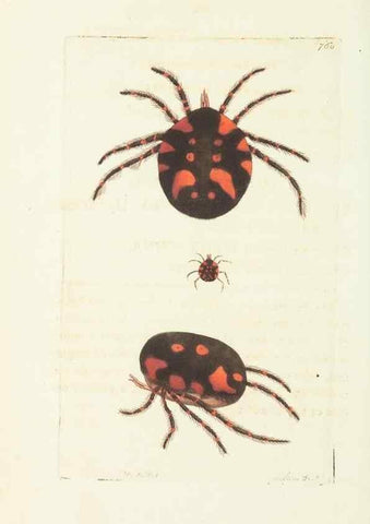 Reproducción/Reproduction 30234663293: The naturalist's miscellany, or Coloured figures of natural objects. London :Printed for Nodder & Co.,1789-1813