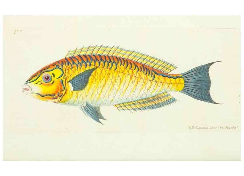 Reproducción/Reproduction 30238080334: The naturalist's miscellany, or Coloured figures of natural objects. London :Printed for Nodder & Co.,1789-1813