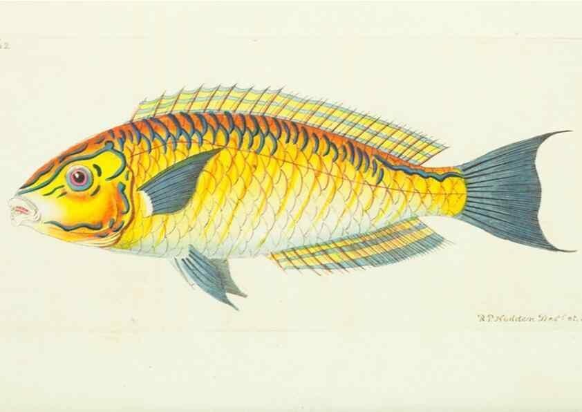 Reproducción/Reproduction 30238080334: The naturalist's miscellany, or Coloured figures of natural objects. London :Printed for Nodder & Co.,1789-1813