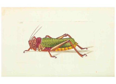 Reproducción/Reproduction 30238081734: The naturalist's miscellany, or Coloured figures of natural objects. London :Printed for Nodder & Co.,1789-1813