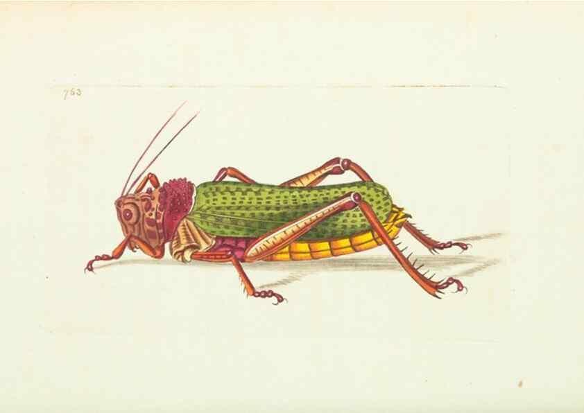 Reproducción/Reproduction 30238081734: The naturalist's miscellany, or Coloured figures of natural objects. London :Printed for Nodder & Co.,1789-1813