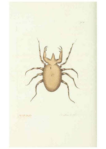 Reproducción/Reproduction 30238083264: The naturalist's miscellany, or Coloured figures of natural objects. London :Printed for Nodder & Co.,1789-1813