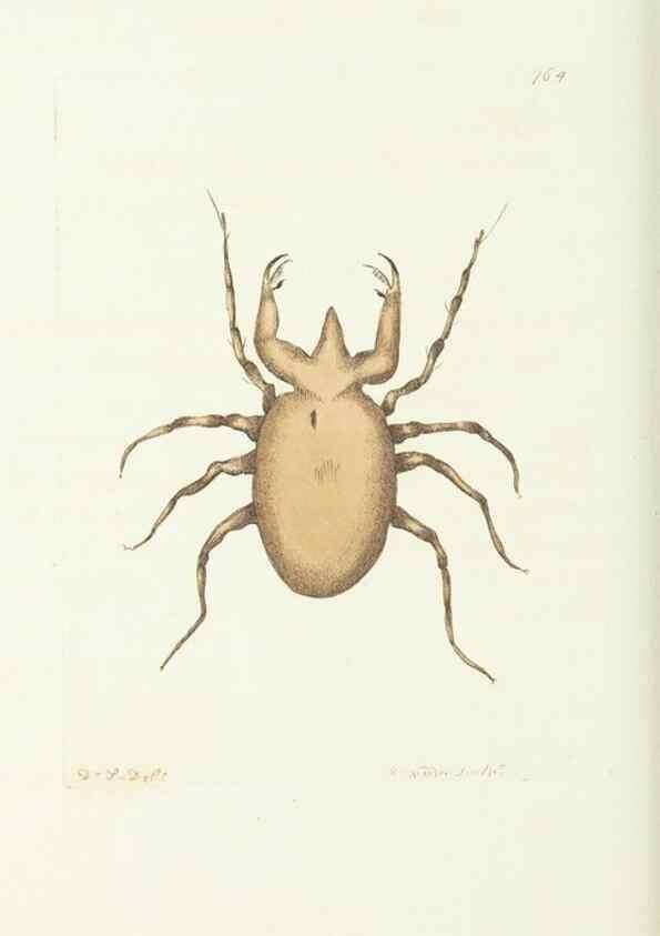 Reproducción/Reproduction 30238083264: The naturalist's miscellany, or Coloured figures of natural objects. London :Printed for Nodder & Co.,1789-1813