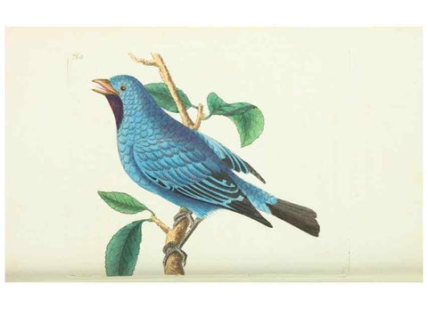 Reproducción/Reproduction 30870223415: The naturalist's miscellany, or Coloured figures of natural objects. London :Printed for Nodder & Co.,1789-1813