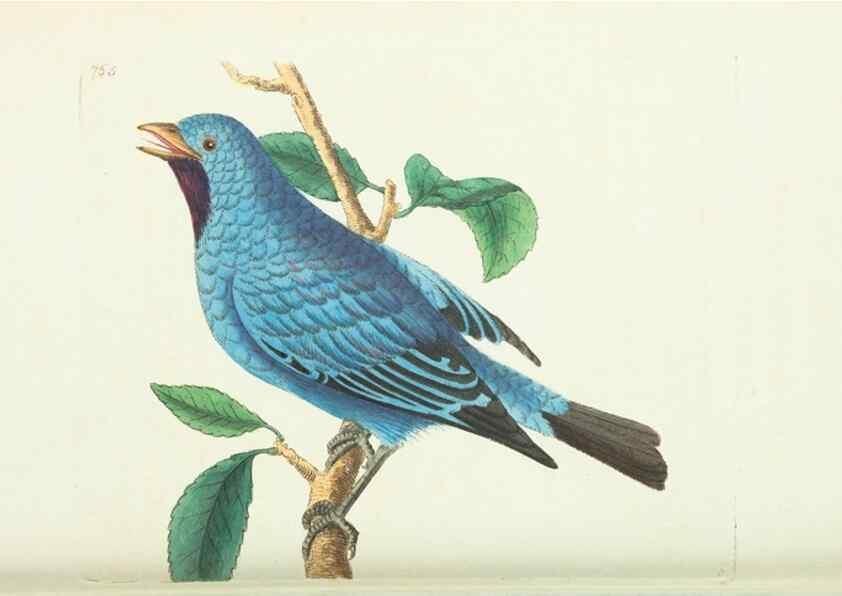 Reproducción/Reproduction 30870223415: The naturalist's miscellany, or Coloured figures of natural objects. London :Printed for Nodder & Co.,1789-1813