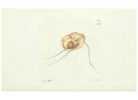 Reproducción/Reproduction 30870225245: The naturalist's miscellany, or Coloured figures of natural objects. London :Printed for Nodder & Co.,1789-1813
