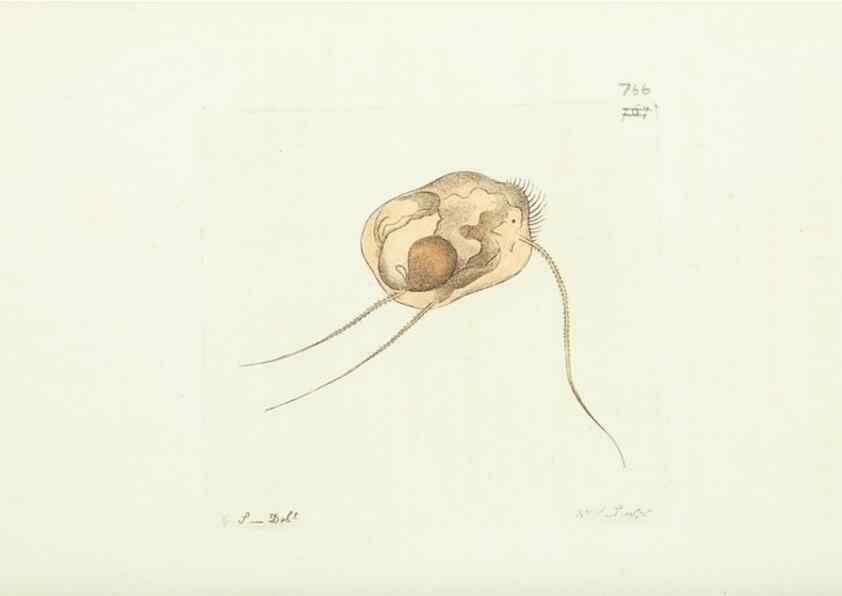 Reproducción/Reproduction 30870225245: The naturalist's miscellany, or Coloured figures of natural objects. London :Printed for Nodder & Co.,1789-1813