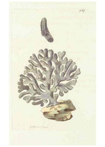 Reproducción/Reproduction 30870227055: The naturalist's miscellany, or Coloured figures of natural objects. London :Printed for Nodder & Co.,1789-1813