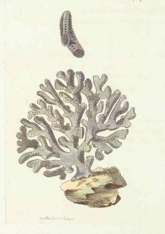 Reproducción/Reproduction 30870227055: The naturalist's miscellany, or Coloured figures of natural objects. London :Printed for Nodder & Co.,1789-1813