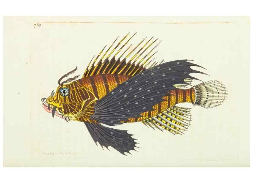 Reproducción/Reproduction 30870229005: The naturalist's miscellany, or Coloured figures of natural objects. London :Printed for Nodder & Co.,1789-1813