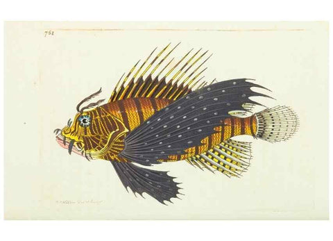 Reproducción/Reproduction 30870229005: The naturalist's miscellany, or Coloured figures of natural objects. London :Printed for Nodder & Co.,1789-1813