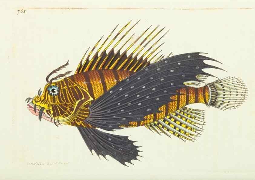 Reproducción/Reproduction 30870229005: The naturalist's miscellany, or Coloured figures of natural objects. London :Printed for Nodder & Co.,1789-1813