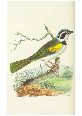 Reproducción/Reproduction 30238078634: The naturalist's miscellany, or Coloured figures of natural objects. London :Printed for Nodder & Co.,1789-1813