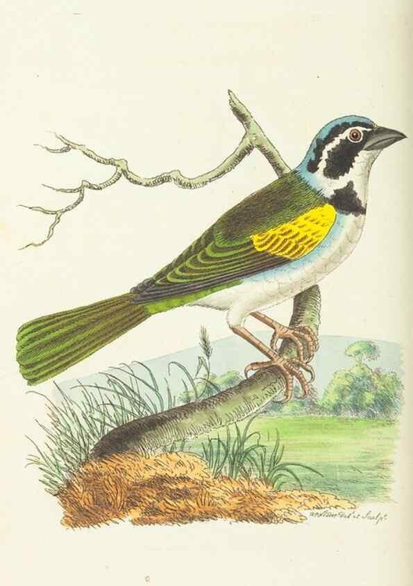 Reproducción/Reproduction 30238078634: The naturalist's miscellany, or Coloured figures of natural objects. London :Printed for Nodder & Co.,1789-1813