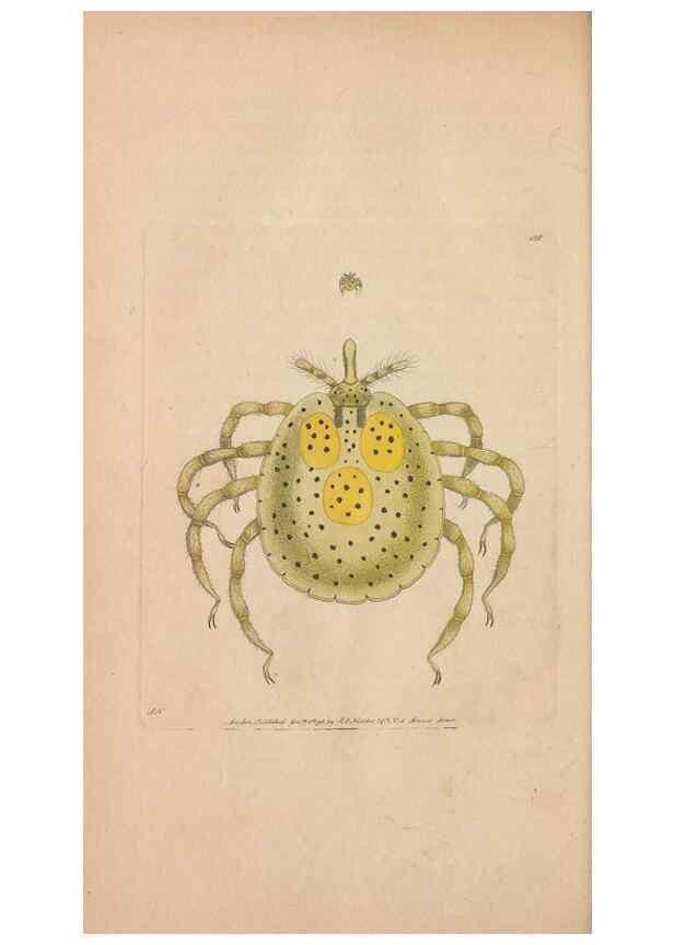 Reproducción/Reproduction 30216124443: The naturalist's miscellany, or Coloured figures of natural objects. London :Printed for Nodder & Co.,1789-1813
