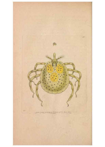 Reproducción/Reproduction 30216124443: The naturalist's miscellany, or Coloured figures of natural objects. London :Printed for Nodder & Co.,1789-1813