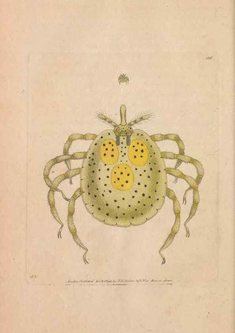 Reproducción/Reproduction 30216124443: The naturalist's miscellany, or Coloured figures of natural objects. London :Printed for Nodder & Co.,1789-1813