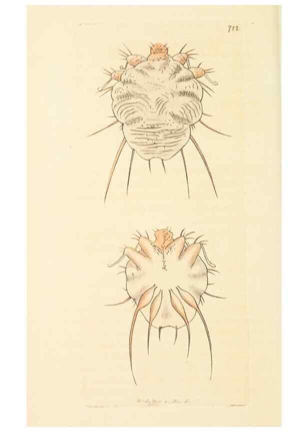 Reproducción/Reproduction 30568169460: The naturalist's miscellany, or Coloured figures of natural objects. London :Printed for Nodder & Co.,1789-1813