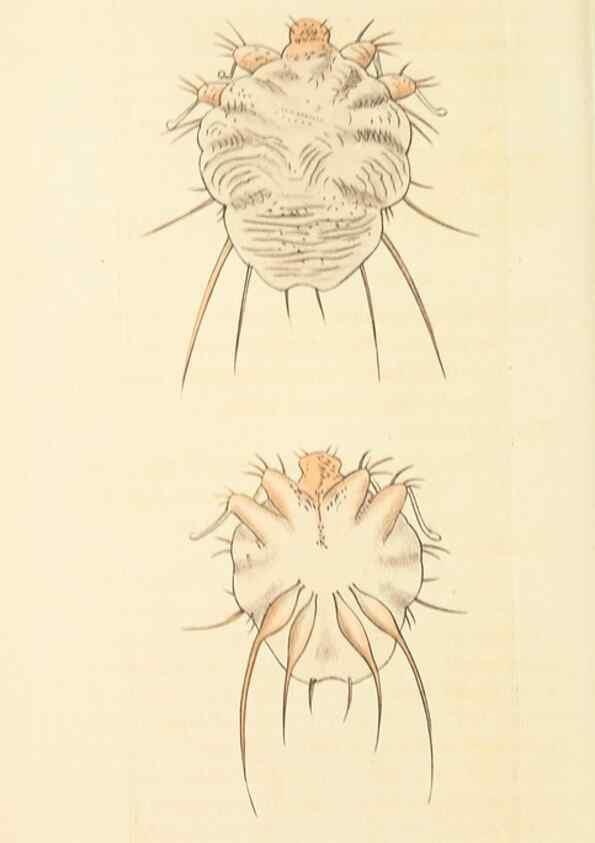 Reproducción/Reproduction 30568169460: The naturalist's miscellany, or Coloured figures of natural objects. London :Printed for Nodder & Co.,1789-1813