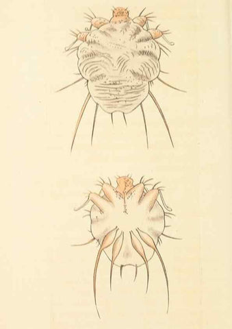 Reproducción/Reproduction 30568169460: The naturalist's miscellany, or Coloured figures of natural objects. London :Printed for Nodder & Co.,1789-1813
