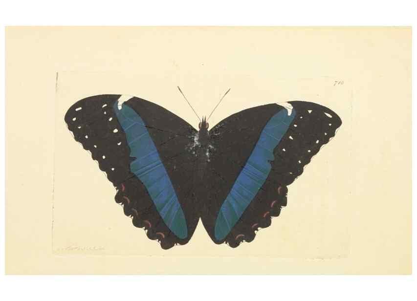 Reproducción/Reproduction 30869402085: The naturalist's miscellany, or Coloured figures of natural objects. London :Printed for Nodder & Co.,1789-1813