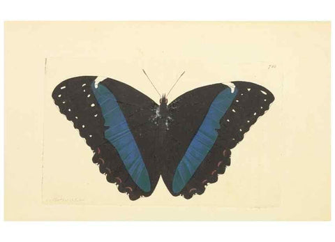 Reproducción/Reproduction 30869402085: The naturalist's miscellany, or Coloured figures of natural objects. London :Printed for Nodder & Co.,1789-1813