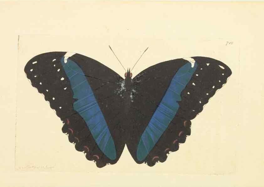 Reproducción/Reproduction 30869402085: The naturalist's miscellany, or Coloured figures of natural objects. London :Printed for Nodder & Co.,1789-1813