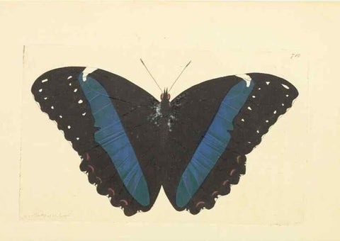 Reproducción/Reproduction 30869402085: The naturalist's miscellany, or Coloured figures of natural objects. London :Printed for Nodder & Co.,1789-1813