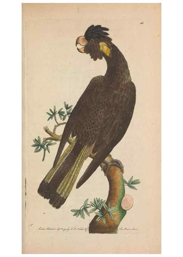 Reproducción/Reproduction 30567765090: The naturalist's miscellany, or Coloured figures of natural objects. London :Printed for Nodder & Co.,1789-1813
