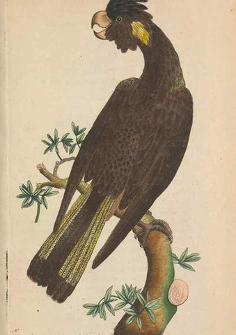 Reproducción/Reproduction 30567765090: The naturalist's miscellany, or Coloured figures of natural objects. London :Printed for Nodder & Co.,1789-1813