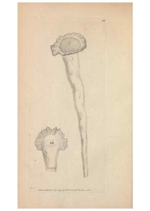 Reproducción/Reproduction 30567767010: The naturalist's miscellany, or Coloured figures of natural objects. London :Printed for Nodder & Co.,1789-1813