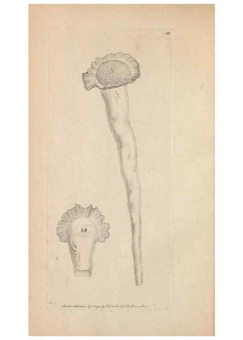 Reproducción/Reproduction 30567767010: The naturalist's miscellany, or Coloured figures of natural objects. London :Printed for Nodder & Co.,1789-1813