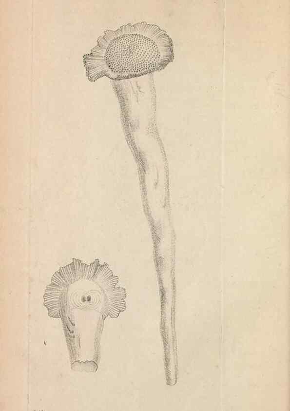 Reproducción/Reproduction 30567767010: The naturalist's miscellany, or Coloured figures of natural objects. London :Printed for Nodder & Co.,1789-1813