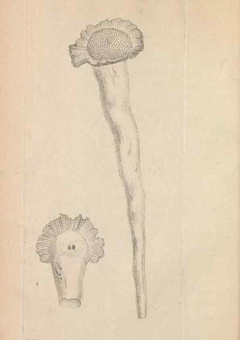 Reproducción/Reproduction 30567767010: The naturalist's miscellany, or Coloured figures of natural objects. London :Printed for Nodder & Co.,1789-1813